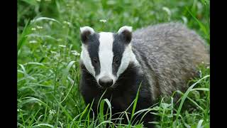 [Meme Dub] American Badgers versus European Badgers