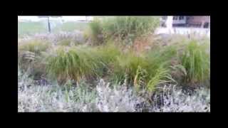 Ornamental Grasses Dancing in the Wind