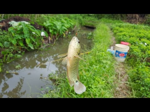 Video Hướng dẫn làm mổi câu cá rô đồng đơn giải hiệu quả - youtube