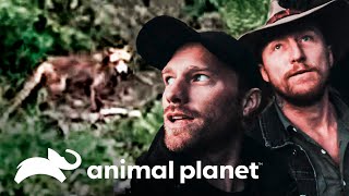 Por acaso Damian e Matt estão procurando tigre-da-tasmânia?|Lendas Da Natureza|Animal Planet Brasil