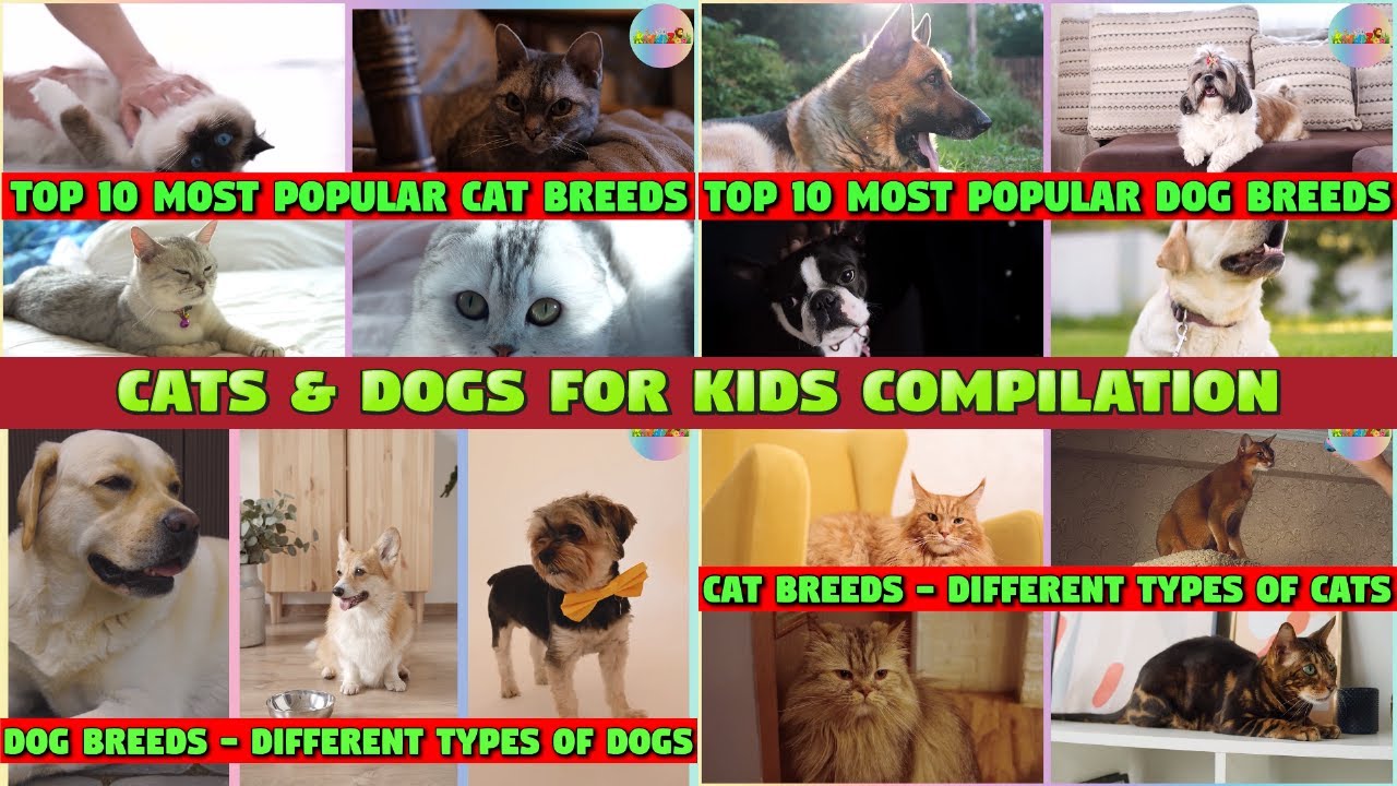 CATS AND DOGS BREEDS COMPILATION FOR KIDS YouTube