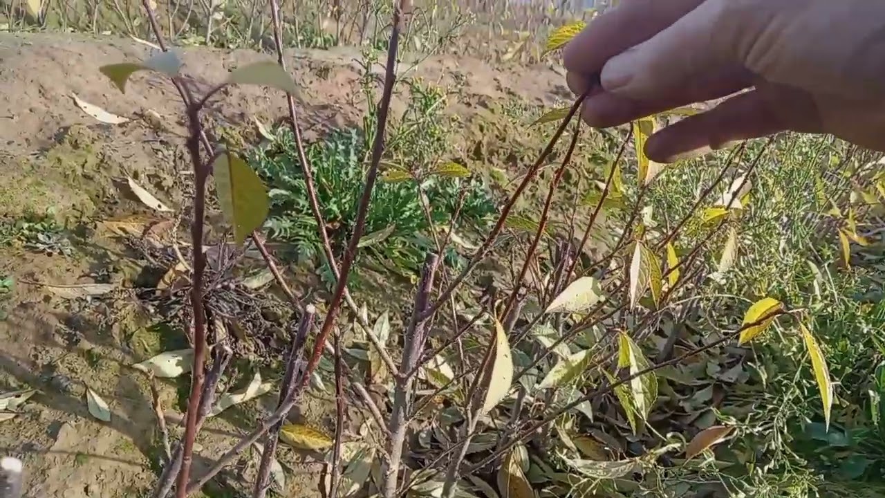 Осенняя посадка семян груши своеобразным методом. Смотреть до конца