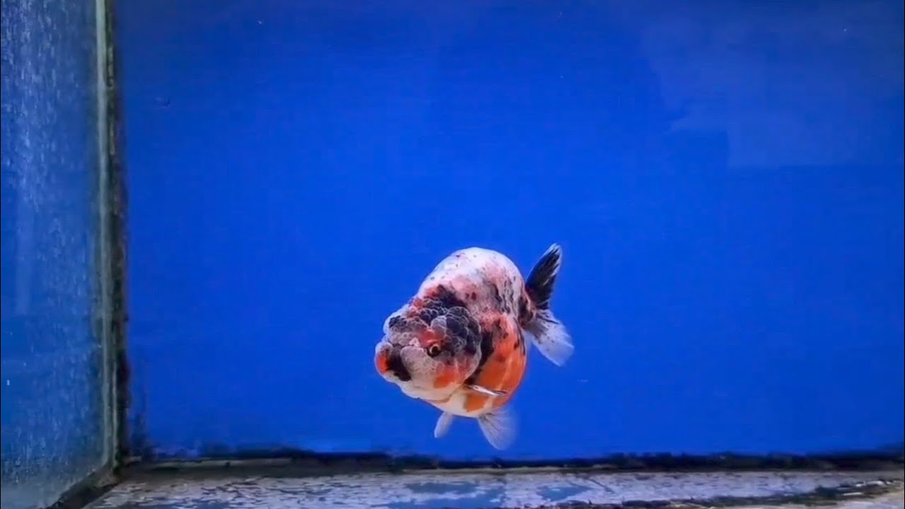 Jual Paket Ikan Mas Koki Tulungagung Fancy Rapi OST Ranchu Oranda ...