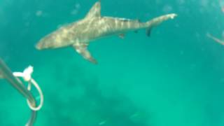 Swimming w Sharks - Nassau Jun16