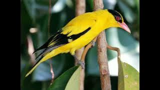 Black-naped Oriole & European Golden Oriole Sounds Effect 58 sec 🐦🔊 | Part 88