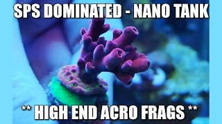 SPS Dominated Nano Tank - 4 Month Update - High End Frags