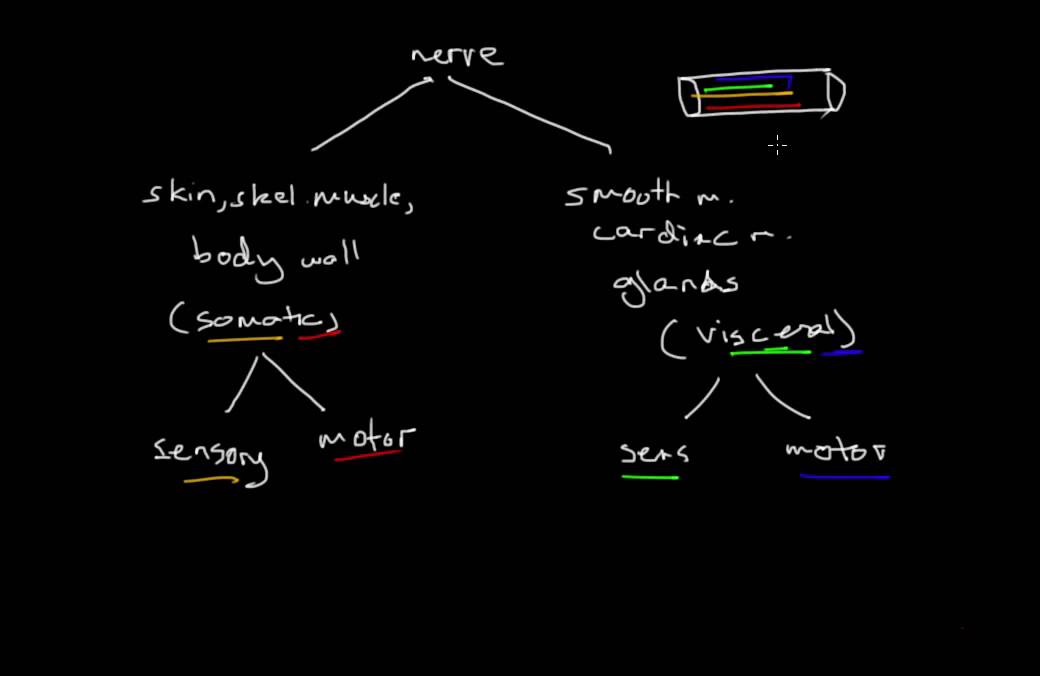 What is a nerve? What is a nerve fiber? - YouTube