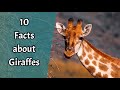 10 Facts about Giraffes