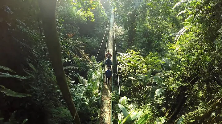 A Trillion Trees - Narrated by Dr. Jane Goodall, DBE