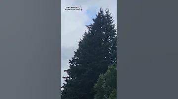 Red Tailed Hawk Fledgling Cries July 2025 