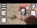 子亀拾って3年後!みるみる巨大に!【イシガメ水槽】2022年