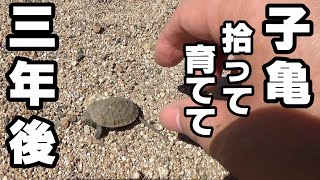 Three years after picking up the baby turtle. by 秀峰ch 2,419,394 views 1 year ago 16 minutes