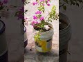 main use bheed Se dur rahata hun 😊😊😊😊😊#plants #garden #nature #flowers #beautiful #viral 😊😊😊😊😊
