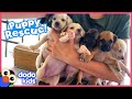 These puppies need a rescuer to save their mom  rescued  dodo kids