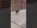 Adorable Sleeping Dogs 🐶💤 | Cutest Peaceful Moment Captured #shorts #shortsvideo