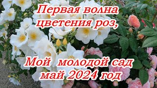 Мой  Розовый Рай, Обзор всех цветущих роз на 24 мая 2024 год