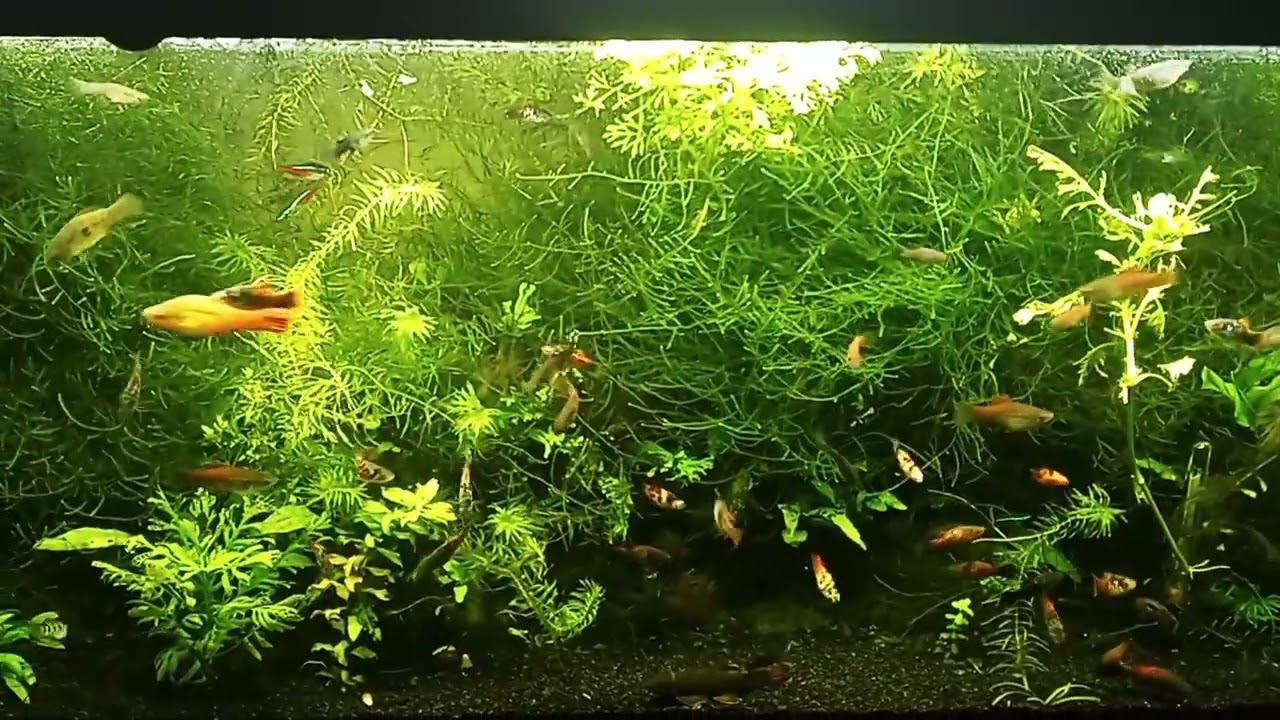 Florida Flagfish Might Be Too Aggressive For Community Tank