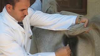 Measuring Temperature Of The Horse