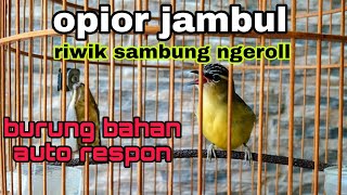 OPIOR JAMBUL RIWIK SAMBUNG NGEROLL | OPIOR JAMBUL GACOR | OPIOR JAMBUL JANTAN