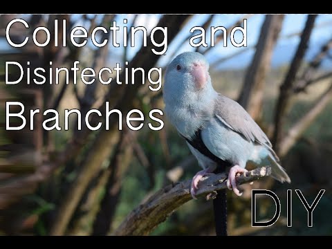 Collecting and Disinfecting Branches | DIY