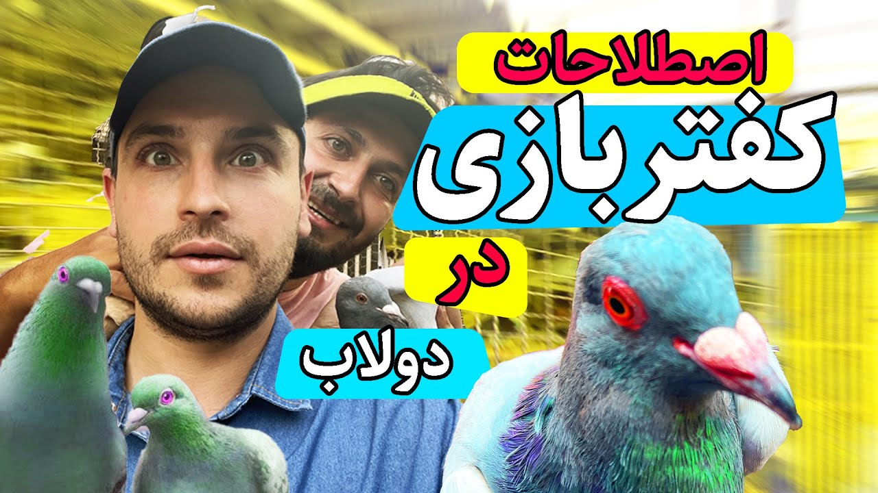 کفتر بازی در تهران | اصطلاحات کفتر بازی | کفتربازای قدیمی ایران کیا هستن | همه رنگهای کفتر