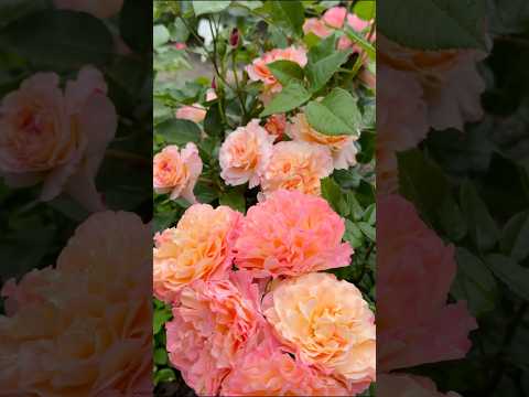 Троянда Августа Луїза / Набір 3шт.  / ВКС, видео 1