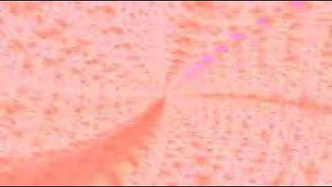 سورة الفلق بصوت الشيخ القارئ سعود الشريم