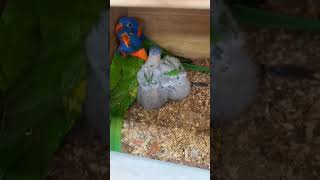 Parrot Talking - Smart And Funny Parrots Video | EP696