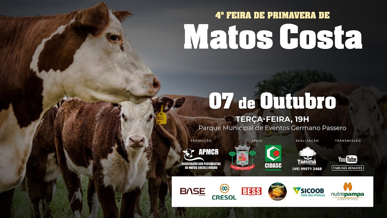 Leilão de Gado AO VIVO - Matos Costa, SC 07/10/2025 | Tarumã Remates