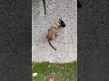 Salto #malinoispower #pontdugard #salto #guapa #lamachine #dogsports #dogplaying #dogtricks