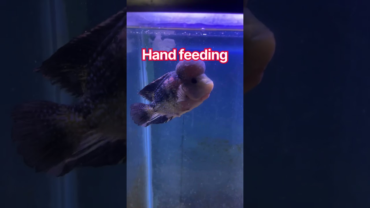 Hand feeding #aquarium #cichlids #fish #flowerhorn #exoticaquariumfish #fishroom #fishtank