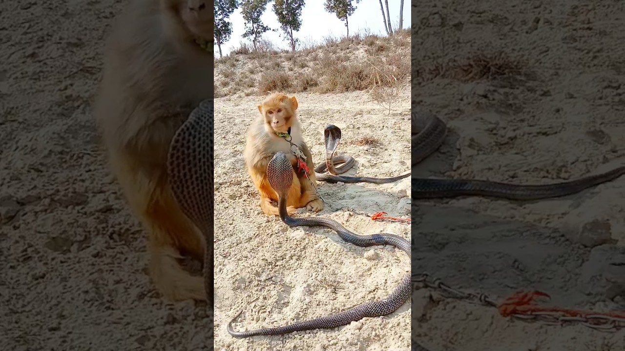 monkey vs cobra snake in desert 