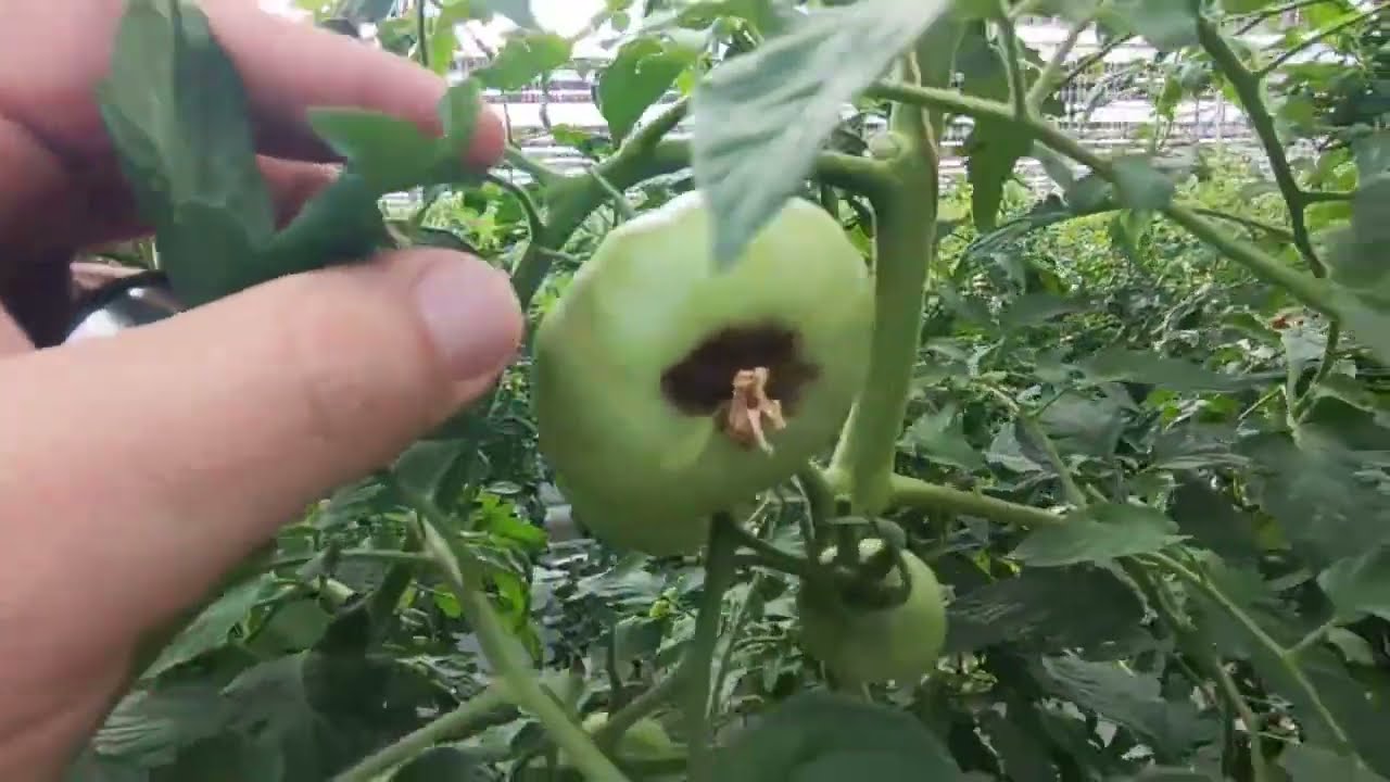 Vershinnaya gnil pomidorda