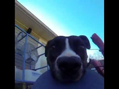 Dog running around with a go pro - 997543