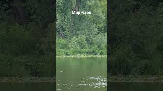 Мир чаек свой, отдельный, налаженный