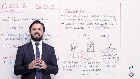 Class 6 - Science - Chapter 5 - Lecture 2 - Plants and Photosynthesis - Allied Schools