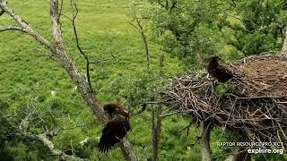 Decorah North Eagles - DN15 takes breakfast to go \/ explore.org 7\/4\/22