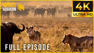RULERS OF THE WILD - Dominance Decided by Strength (Full Episode) | Nature Animal Documentary screenshot 4
