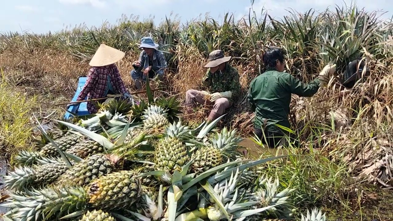 Cận cảnh đang nghĩ mệt 12 giờ trưa, trưa được về nắng quá đi 