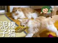 おやつを漁っているのがバレた子猫の様子…【ぽしゃっけ、】