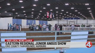 Eastern Regional Junior Angus Show held at Erie County Fairgrounds