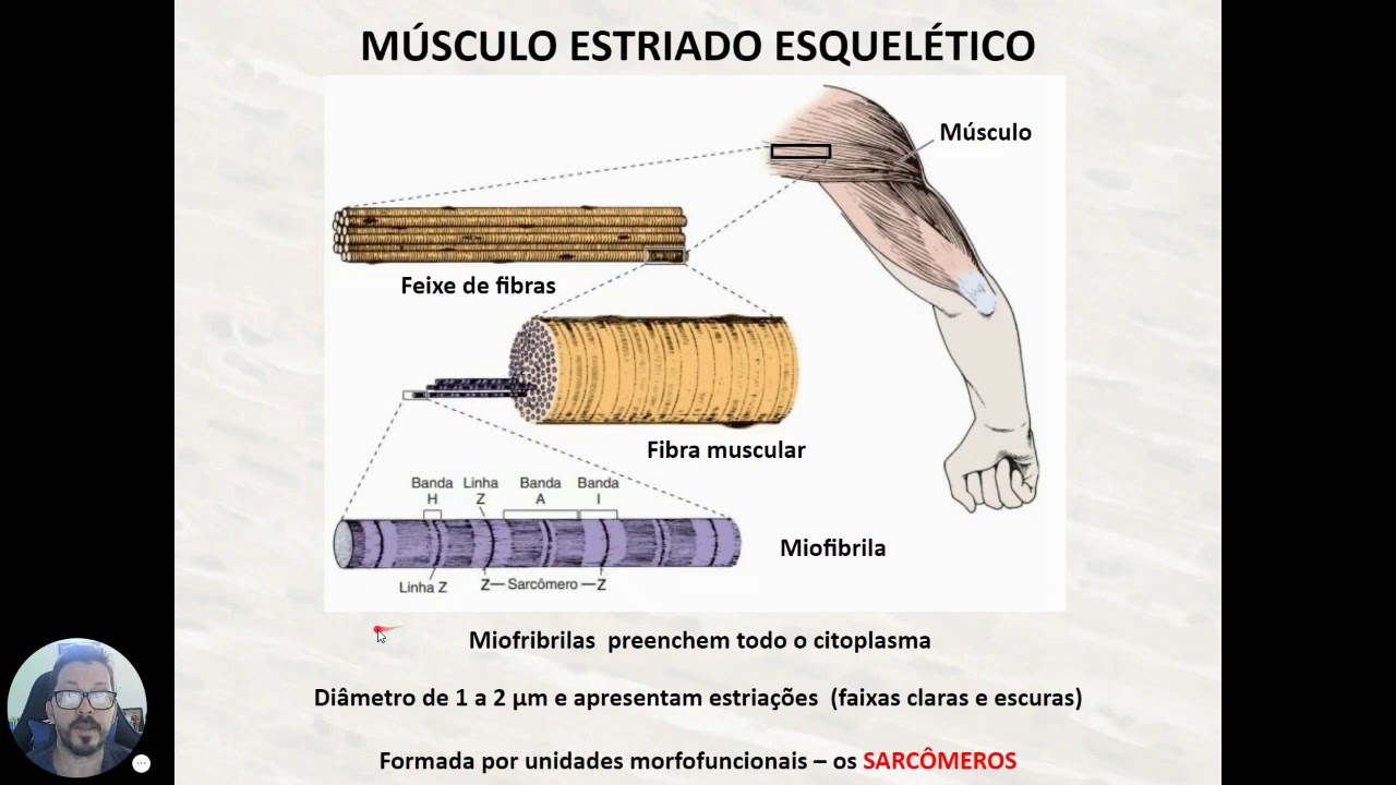 Vídeo aula Tecido muscular ICB/UFG PARTE