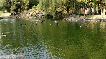 AI Generated Music (Recurrent Neural Network)