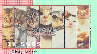 Obey Meow (2K subs)
