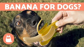 Almost any food you eat in front of a dog will make them stare at your
pleadingly for little much. if we are eating fruit, might think that
giving ...