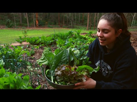A Rainy Afternoon Garden Harvest to Make a Salad 🥗 & A Catch Up | Subtropical Permaculture Garden