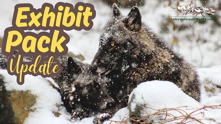 Exhibit Pack Update - 22 November 2025