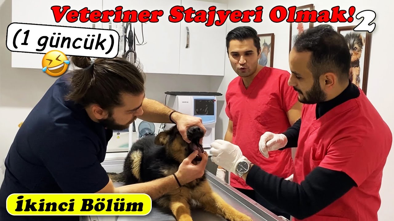 KÖPEĞE HAPI YUTTUR DEYİNCE.. 😂 Bir Günlüğüne Stajyerim Oldular! PART.2 #inanoğlu