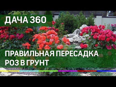 Как правильно пересадить розы в открытый грунт - ДАЧА 360