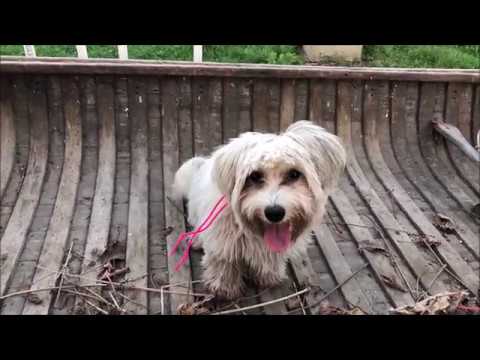 peter caine dog trainer youtube Why muscle memory is a huge concern in Dog Training